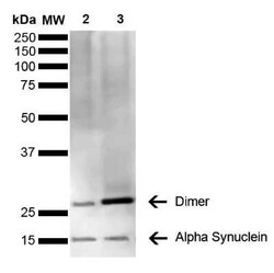 alpha-Synuclein Antibody (3C11), Novus Biologicals 100 &mu;g | Buy Online | Novus Biologicals | Fisher Scientific