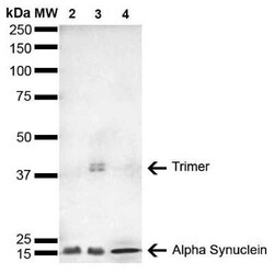 alpha-Synuclein Antibody (4F1), Novus Biologicals 100 &mu;g; Unconjugated:Antibodies,