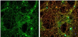 anti-Synuclein-alpha, Polyclonal, Novus Biologicals 0.1mL; Unlabeled:Antibodies,