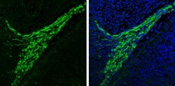 anti-Synuclein-alpha, Polyclonal, Novus Biologicals 0.1mL; Unlabeled:Antibodies,