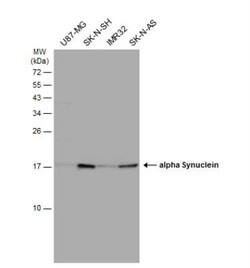 anti-Synuclein-alpha, Polyclonal, Novus Biologicals 0.1mL; Unlabeled:Antibodies,