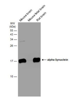 anti-Synuclein-alpha, Polyclonal, Novus Biologicals 0.1mL; Unlabeled:Antibodies,