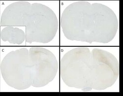 alpha-Synuclein, Cys Glu134, p Ser129 Antibody (J18), Novus Biologicals