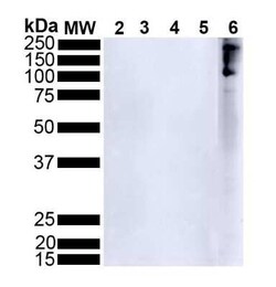 alpha-Synuclein, Cys Glu134, p Ser129 Antibody (J18), Novus Biologicals