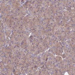 alpha-Taxilin Antibody, Novus Biologicals 25 &mu;L; Unlabeled:Antibodies,