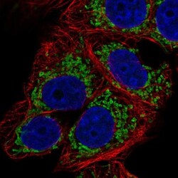 bcl10-interacting CARD protein Antibody, Novus Biologicals:Antibodies:Primary