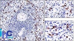 CD57 Antibody (NK-1), Novus Biologicals 0.2mg; Unlabeled:Antibodies, Monoclonal