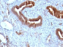 beta 2-Microglobulin Antibody (B2M/961), Novus Biologicals 0.2mg; Unlabeled:Antibodies,