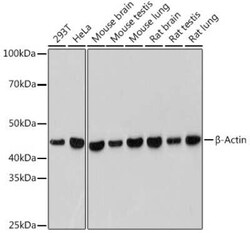 beta-Actin Antibody (4C4), Novus Biologicals 100 &mu;g; Unconjugated:Antibodies,