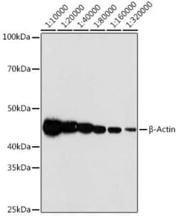 beta-Actin Antibody (4C4), Novus Biologicals 100 &mu;g; Unconjugated:Antibodies,