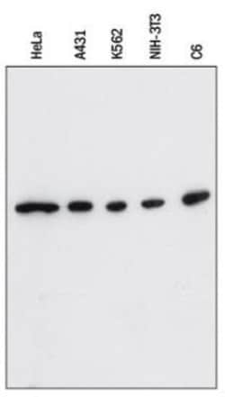 beta-Actin Antibody (8H10D10) - BSA Free, Novus Biologicals 0.1mL; Unlabeled:Antibodies,