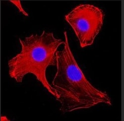 beta-Actin Antibody (AC-15), Novus Biologicals 0.1mL; Unlabeled:Antibodies,