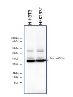 beta-Actin Antibody (AC-15), Novus Biologicals 0.1mL; Unlabeled:Antibodies,