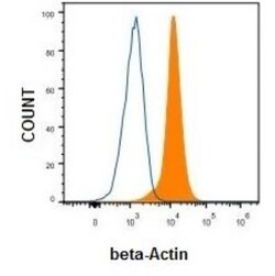 beta-Actin Antibody, Novus Biologicals:Antibodies:Primary Antibodies
