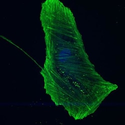 beta-Actin Antibody, Novus Biologicals:Antibodies:Primary Antibodies