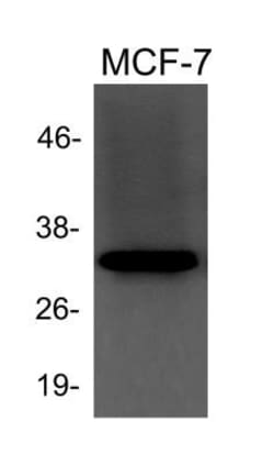 beta-Actin Antibody, Novus Biologicals:Antibodies:Primary Antibodies