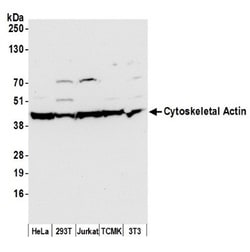 beta-Actin Antibody, Novus Biologicals:Antibodies:Primary Antibodies