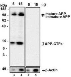 beta Amyloid Antibody (MOAB-2) - BSA Free, Novus Biologicals:Antibodies:Primary