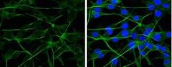 APP Antibody, Novus Biologicals 0.1mL; Unlabeled:Antibodies, Polyclonal