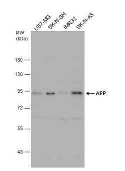 APP Antibody, Novus Biologicals 0.1mL; Unlabeled:Antibodies, Polyclonal