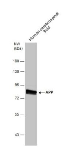 APP Antibody, Novus Biologicals 0.1mL; Unlabeled:Antibodies, Polyclonal