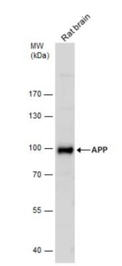 APP Antibody, Novus Biologicals 0.1mL; Unlabeled:Antibodies, Polyclonal