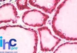 beta-Arrestin 2 Antibody - BSA Free, Novus Biologicals:Antibodies:Primary