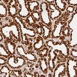 beta Casein Antibody, Novus Biologicals 0.1mL; Unlabeled:Anticorps, Polyclonal