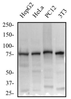 beta-Catenin Antibody (12F7) - BSA Free, Novus Biologicals 0.1mL; Unlabeled:Antibodies,