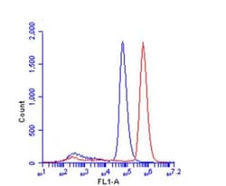 beta-Catenin Antibody, Novus Biologicals 0.1mg; Unlabeled:Antibodies, Polyclonal