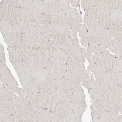 beta-Catenin Antibody, Novus Biologicals 25 &mu;L | Buy Online | Novus Biologicals | Fisher Scientific