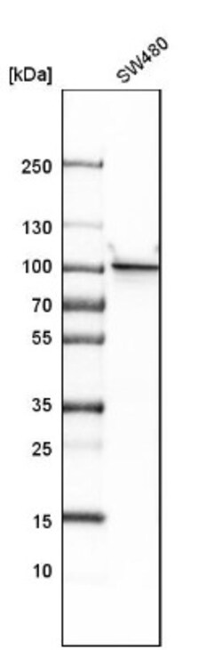 beta-Catenin Antibody, Novus Biologicals 25 &mu;L | Buy Online | Novus Biologicals | Fisher Scientific