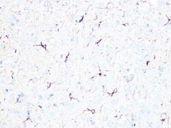 beta II Tubulin A Rabbit anti-Human, Mouse, Rat, Clone: 1R3R9, Novus Biologicals 100 &mu;g | Buy Online | Novus Biologicals | Fisher Scientific