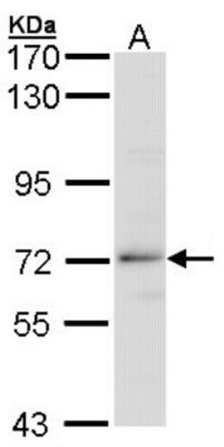 beta-TrCP1/BTRC Antibody, Novus Biologicals 0.1mg; Unlabeled:Antibodies,