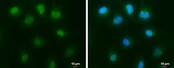 c-Abl Antibody, Novus Biologicals 0.1mL; Unlabeled:Antibodies, Polyclonal