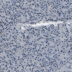 c-Fos Antibody, Novus Biologicals 0.1mL; Unlabeled:Antibodies, Polyclonal