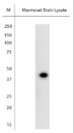 c-Fos Antibody, Novus Biologicals:Antibodies:Primary Antibodies