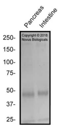 c-Maf Antibody - BSA Free, Novus Biologicals 0.1mg; Unlabeled:Antibodies,