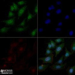 c-Myc Antibody (9E10) - BSA Free, Novus Biologicals:Antibodies:Primary