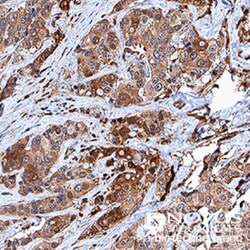 c-Myc Antibody (9E10) - BSA Free, Novus Biologicals:Antibodies:Primary
