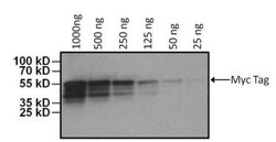 c-Myc Antibody (Myc.A7) - Azide and BSA Free, Novus Biologicals:Antibodies:Primary