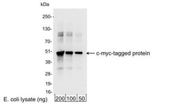 c-Myc Antibody - BSA Free, Novus Biologicals 0.1mg; Unlabeled:Antibodies,