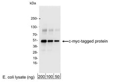 c-Myc Antibody - BSA Free, Novus Biologicals 0.1mg; Unlabeled:Antibodies,