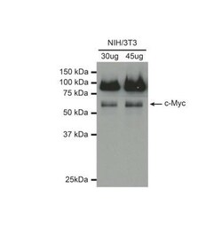 c-Myc Antibody, Novus Biologicals 0.025 mL | Buy Online | Novus Biologicals | Fisher Scientific