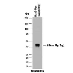 c-Myc Antibody, Novus Biologicals 0.025 mL | Buy Online | Novus Biologicals | Fisher Scientific