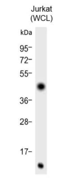 c-Myc Antibody, Novus Biologicals 0.025 mL | Buy Online | Novus Biologicals | Fisher Scientific