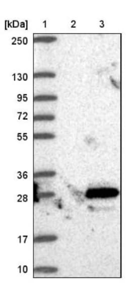 c-Myc-responsive protein Rcl Antibody, Novus Biologicals:Antibodies:Primary