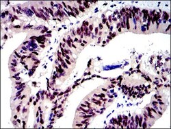 c-jun Antibody (5B1), Novus Biologicals:Antibodies:Primary Antibodies