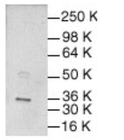 c-jun Antibody, Novus Biologicals 1mL; Unlabeled:Antibodies, Polyclonal