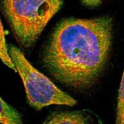 LAMTOR1 Antibody, Novus Biologicals:Antibodies:Primary Antibodies
